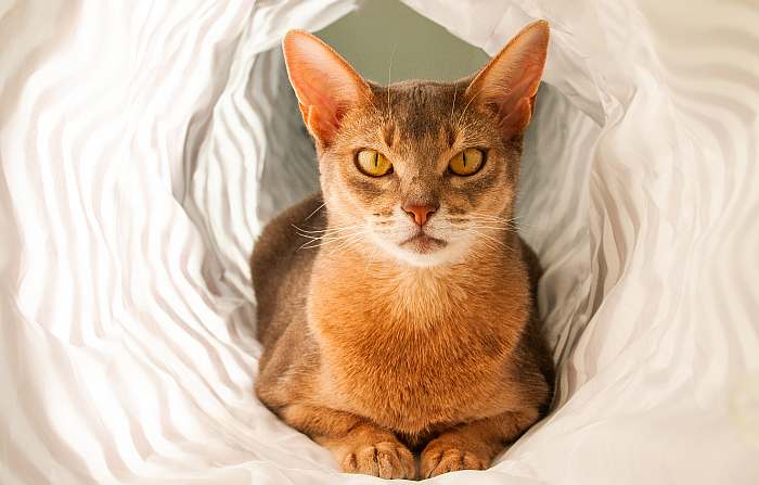 Абиссинская кошка в туннеле, фото фотография