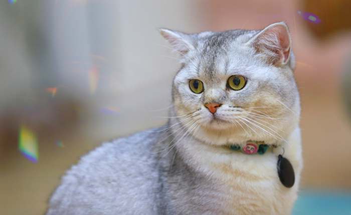 Американская короткошерстная кошка, фото фотография картинка