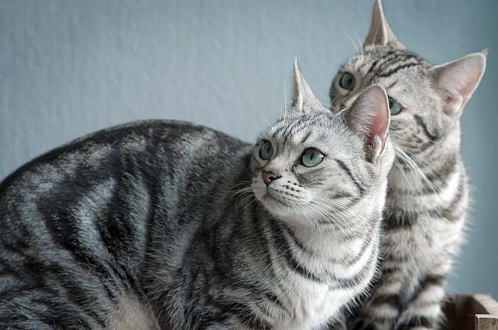 Американские короткошерстные кошки, фото фотография картинка