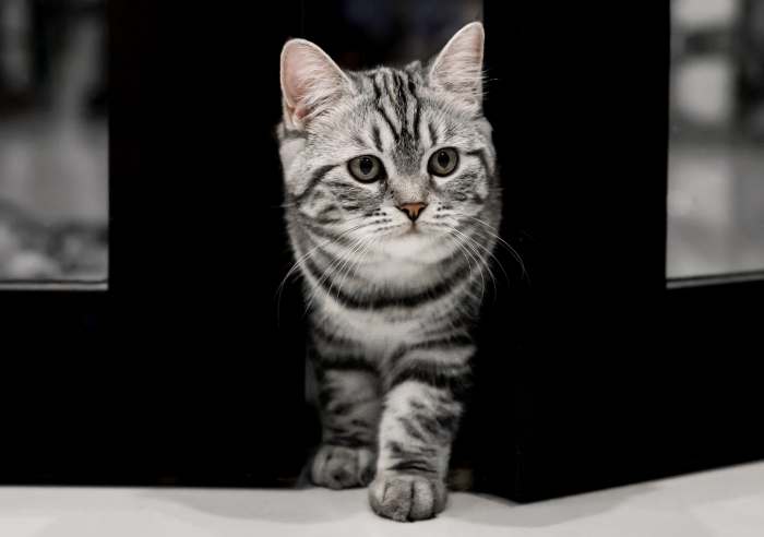 Котенок американской короткошерстной кошки, фото фотография