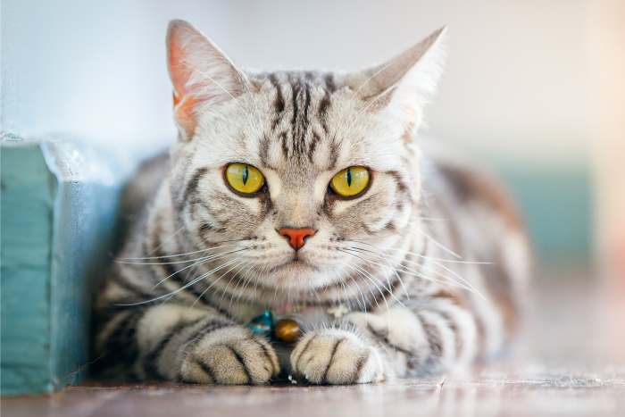 Американская короткошерстная кошка, фото картинка