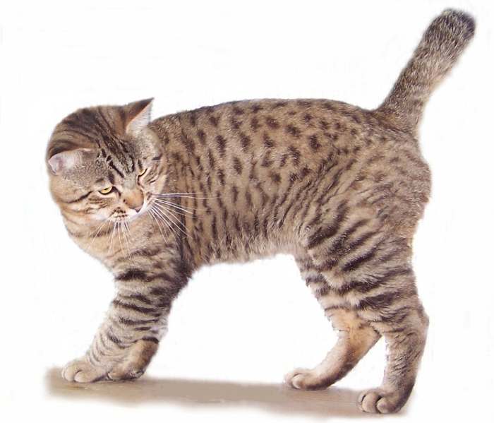 Короткошерстный американский бобтейл, фото фотография кошки
