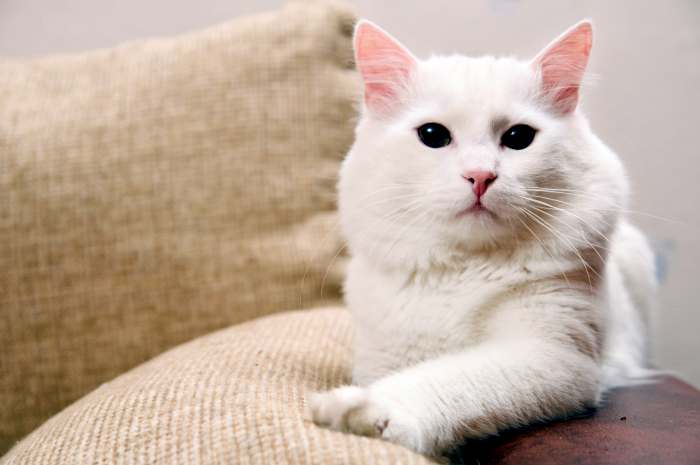 Ангорская кошка, турецкая ангора, фото фотография картинка
