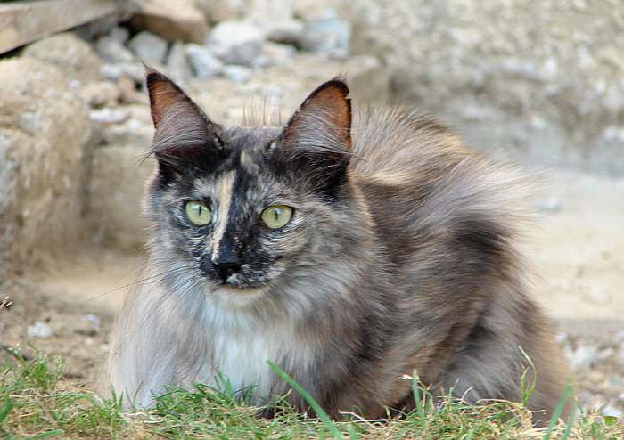 Ангорская кошка или турецкая ангора, фото фотография