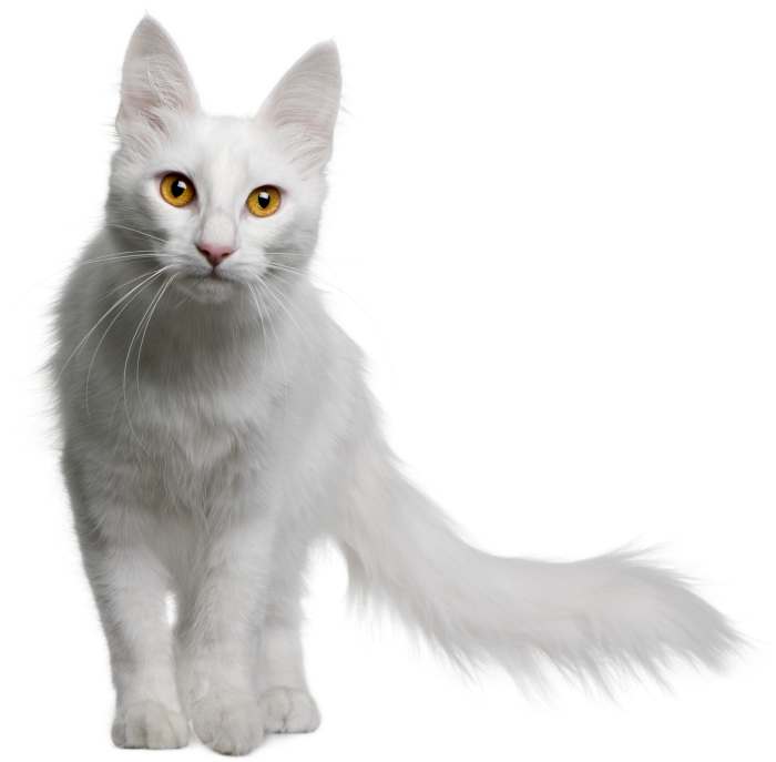 Белая ангорская кошка, фото фотография