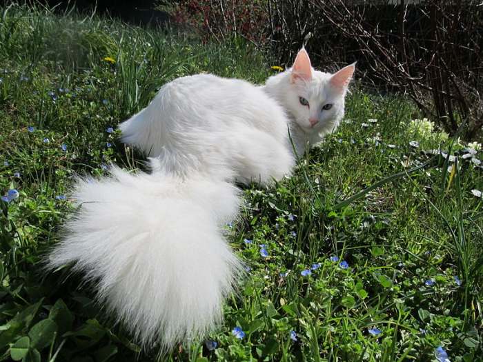 Белая ангорская кошка на фоне зеленой травы, фото фотография