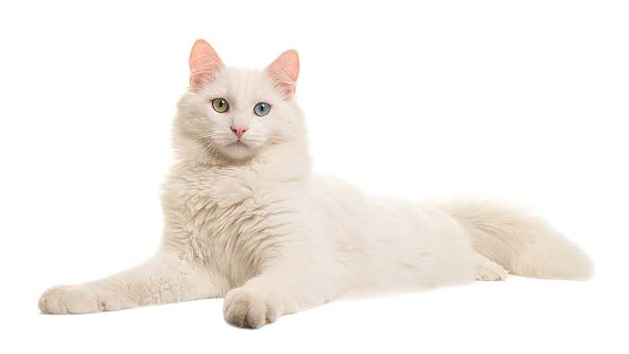 Белая ангорская кошка с разными глазами, фото фотография