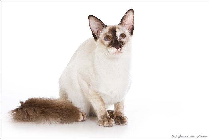 Балинезийская кошка (балийская, балинез) нового типа, фото фотография