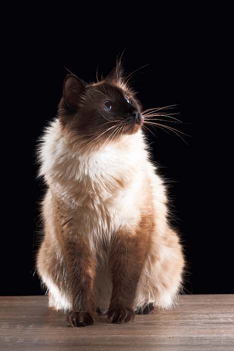 Балинезийская кошка, балинез старого типа, фото фотография