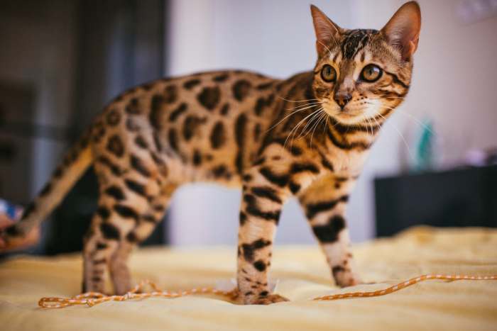 бенгальская кошка коричневая
