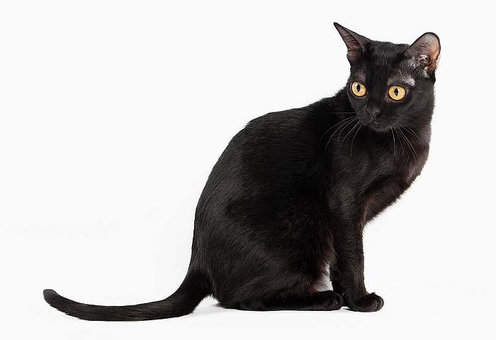 Бомбей, или бомбейская кошка, фото фотография картинка