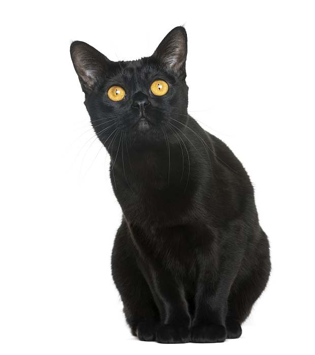 Бомбейская кошка, фото фотография картинка