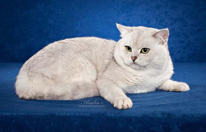 Британская короткошерстная кошка шиншилла, фото фотография