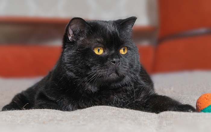 Черная британская короткошерстная кошка, фото кошки фотография породы