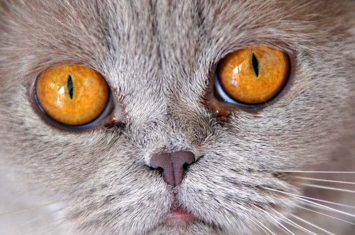 Британская короткошерстная кошка морда, фото фотография картинка