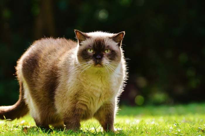 Британская короткошерстная кошка, фото фотография