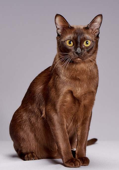 Бурма, или Бурманская кошка, фото фотография картинка