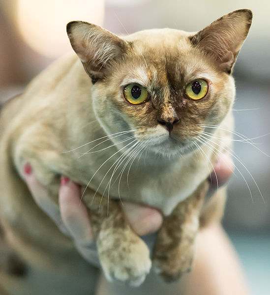 Бурманская кошка бирма окрас шоколадный черепаховый, фото породы кошек фотография картинка