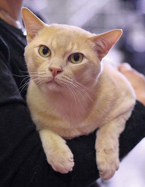 Бурманская кошка бирма кремового окраса, фото породы кошек фотография картинка