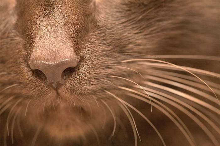 Гавана браун коричневые усы, фото фотография породы кошек