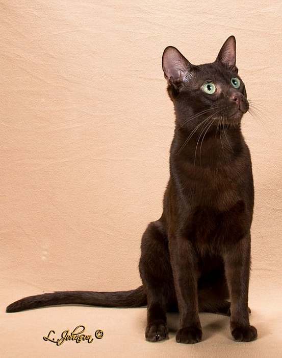 Гавана браун, фото породы кошек фотография