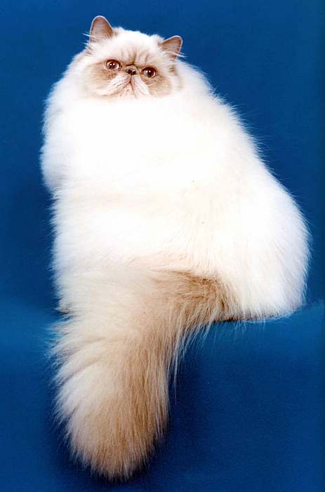 Гималайская кошка, фото фотография картинка