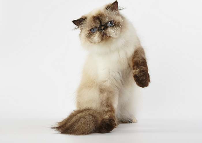 Гималайская кошка окраса сил-пойнт, фото породы кошек фотография