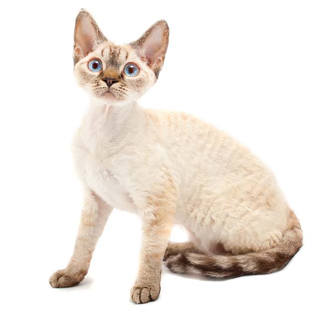 Девон-рекс, фото фотография породы кошек