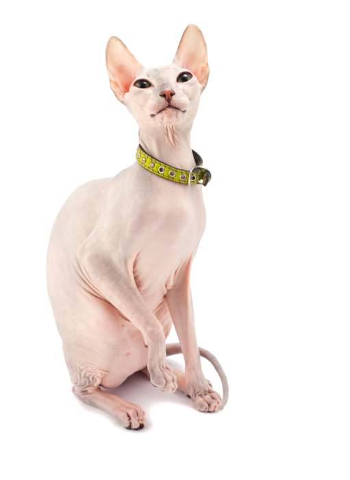 Донской сфинкс, фото породы кошек фотография картинка