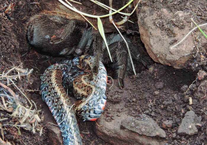 Тарантул Grammostola quirogai поедает змею Erythrolamprus almadensis, фото фотография членистоногие