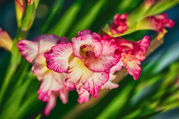 Гладиолус, фото фотография цветы