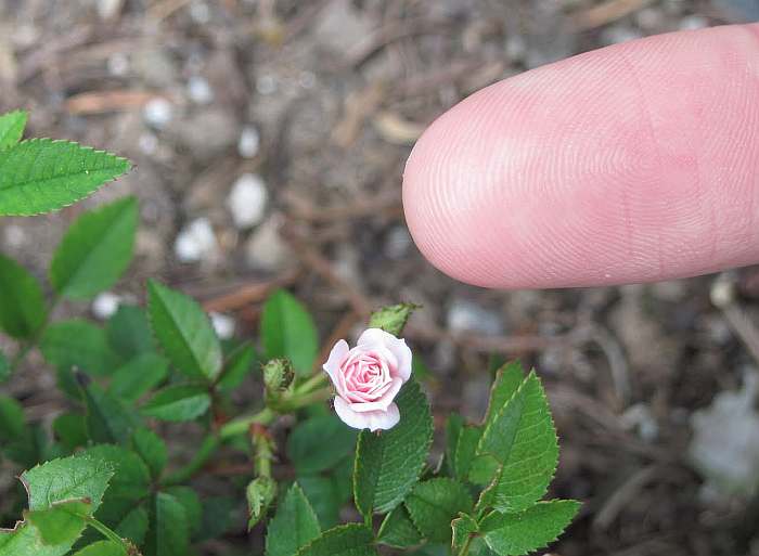 Микро мини роза Si си, фото фотография цветы
