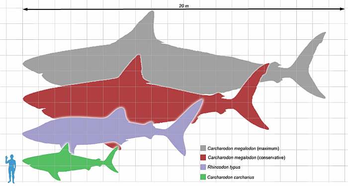 Мегалодон (Carcharodon megalodon), фото фотография акулы рыбы