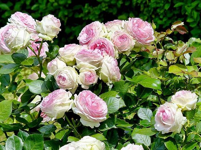 Роза Пьер де Ронсар, фото фотография цветы
