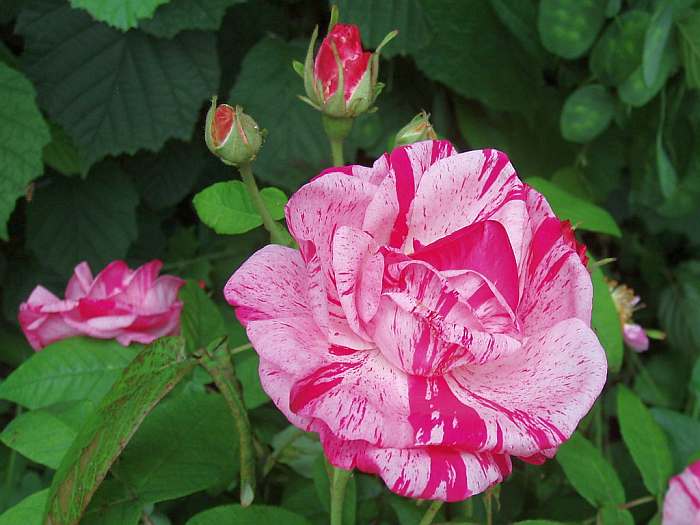 Rosa gallica versicolor, роза Rosa Mundi, фото фотография цветы