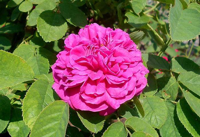 Роза Rose de Resht, фото фотография цветы