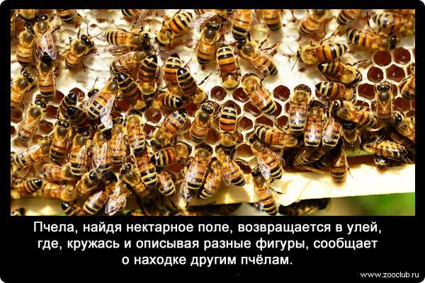 Пчела, найдя нектарное поле, возвращается в улей, где, кружась и описывая разные фигуры, сообщает о находке другим пчёлам.