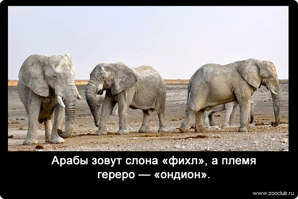 Арабы зовут слона «фихл», а племя гереро - «ондион».