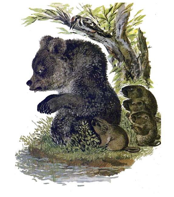 Медведь и бобры, рисунок иллюстрация картинка