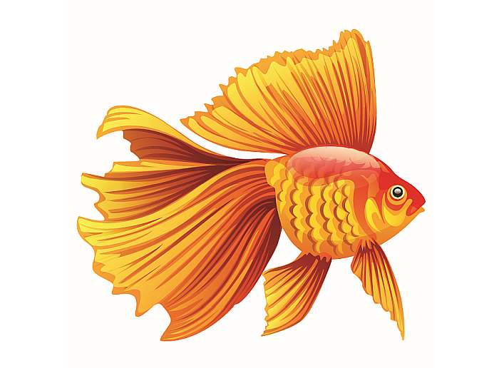 Золотая рыбка, рисунок иллюстрация картинка