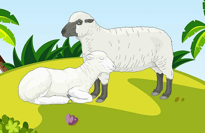 Две овцы отдыхают на лугу, рисунок иллюстрация