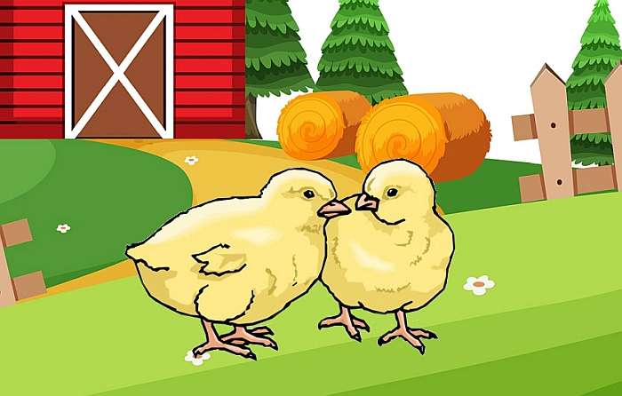 Два цыпленка на птичьем дворе, рисунок иллюстрация
