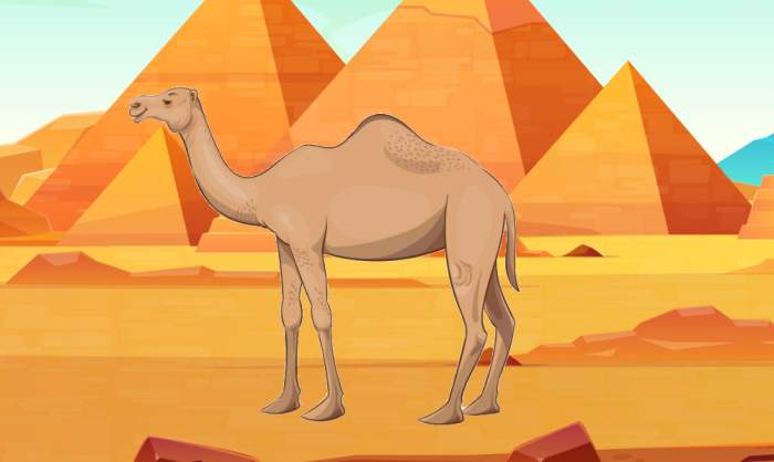 Одногорбый верблюд на фоне египетских пирамид, рисунок иллюстрация