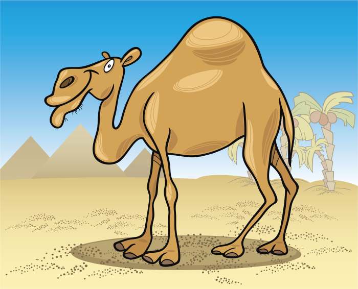 Одногорбый верблюд на фоне египетских пирамид, рисунок иллюстрация