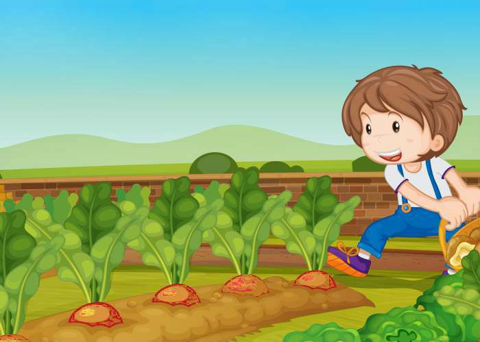 Грядка с репой, мальчик на огороде собирает урожай репы, рисунок иллюстрация