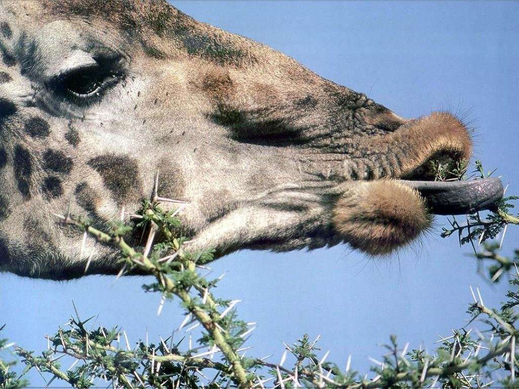 Зубы жирафа фото