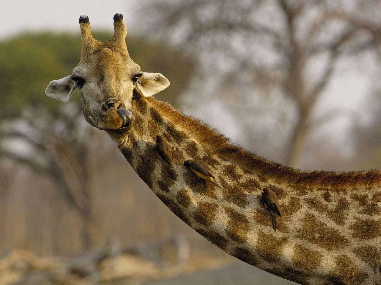 Череп жирафа фото