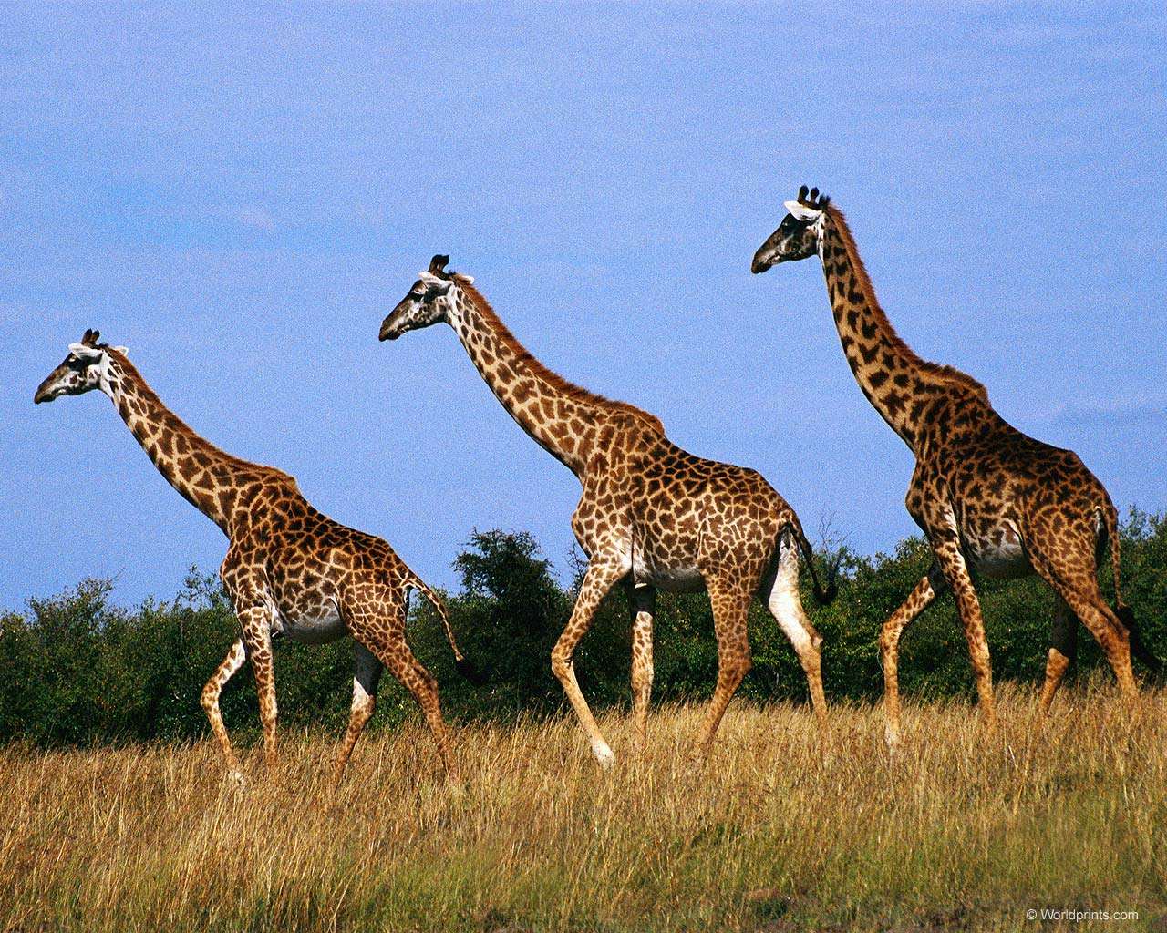  (Giraffa camelopardalis),    