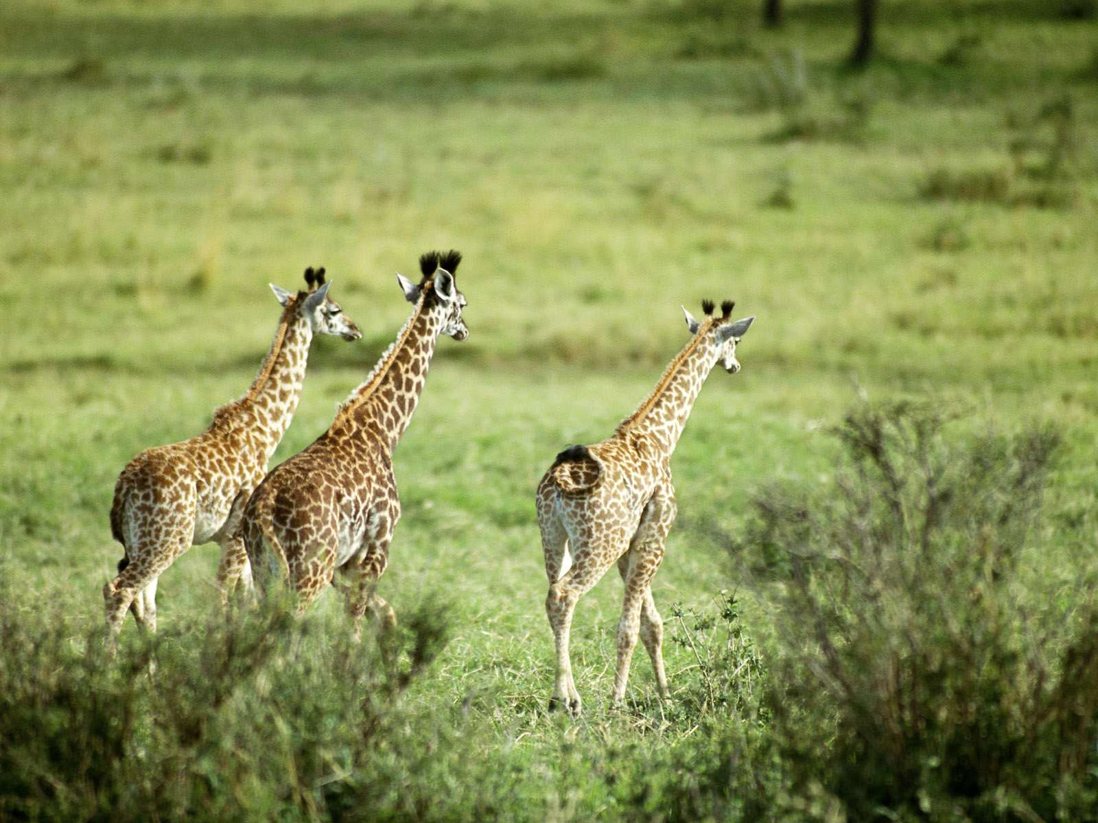  (Giraffa camelopardalis),    