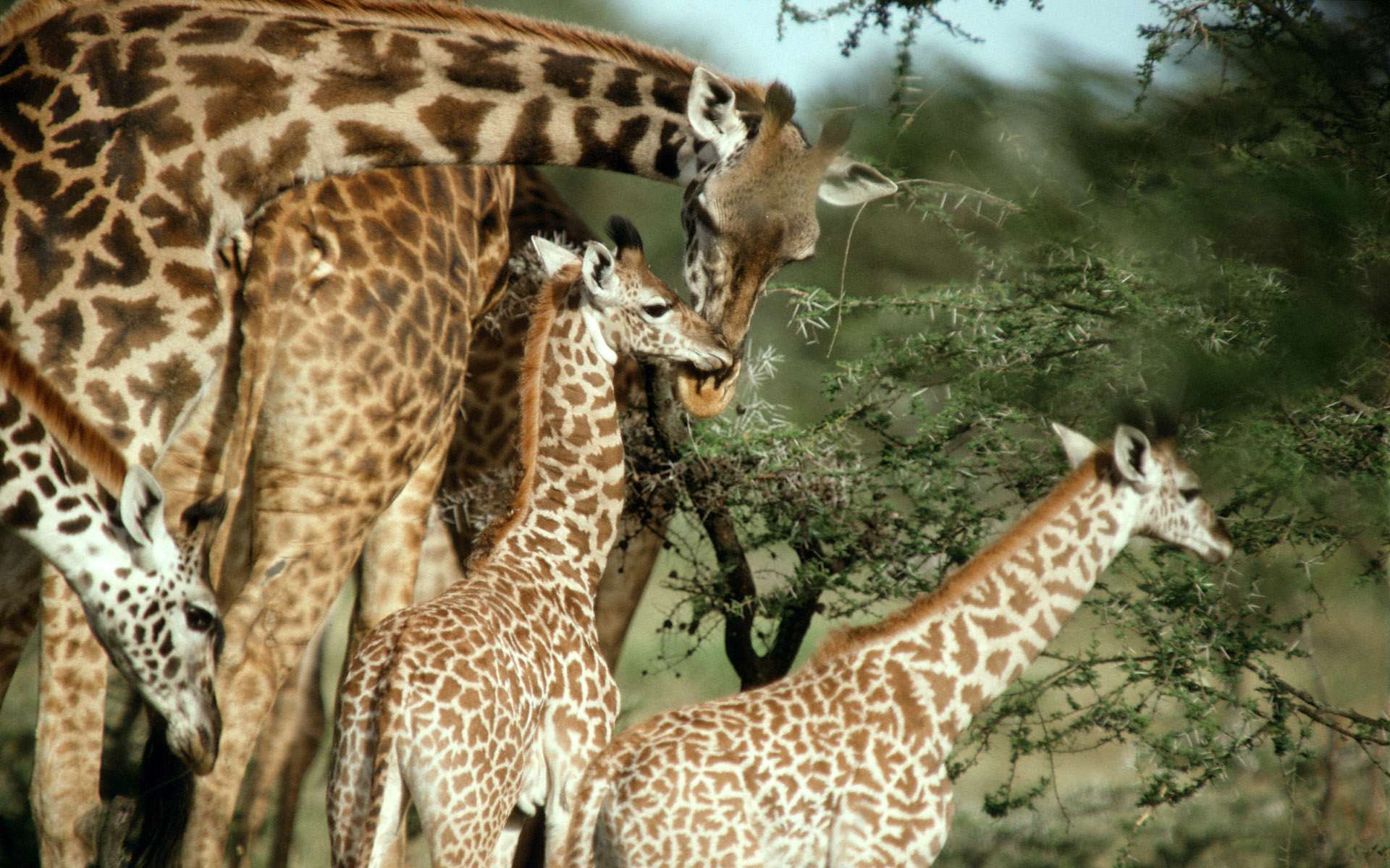 Nosey Giraffe, Africa загрузить